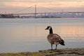 Canadian goose with Bronx-Whitestone Bridge and Manhattan in the Royalty Free Stock Photo
